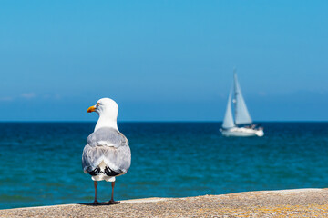 Möwe und Segelboot an der Ostseeküste in Warnemünde