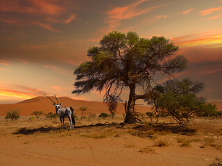 Sossusvlei in der Namib Wüste in Namibia