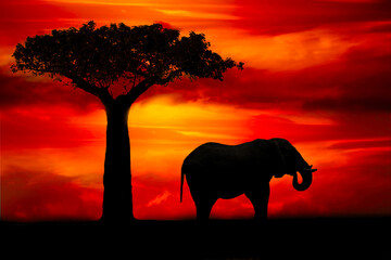 Naklejka na ściany i meble Afrika Sonnenaufgang und Sonnenuntergang mit Elefanten im Etosha Nationalpark