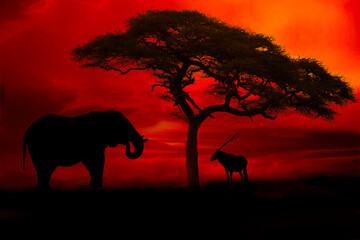Fototapeta na wymiar Afrika Sonnenaufgang und Sonnenuntergang mit Elefanten im Etosha Nationalpark