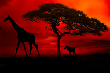 Naklejka na ściany i meble Afrika Sonnenaufgang und Sonnenuntergang mit Giraffen im Etosha Nationalpark