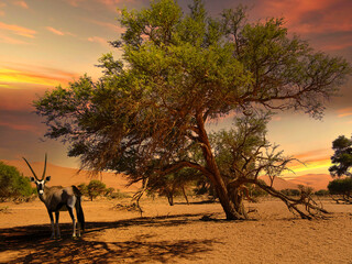 Sossusvlei in der Namib Wüste in Namibia