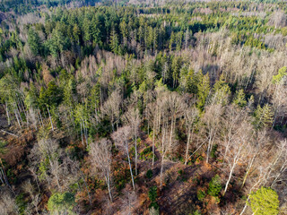 Aerial view of a mixed forest with conifer, dead and bare trees