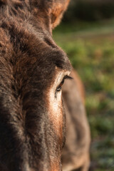 Close-up view of a donkey eye looking away while standing in nature.