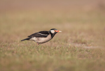 Indian pied myna is a species of starling found in the Indian subcontinent. It is usually found in small groups mainly on the plains and low foothills.