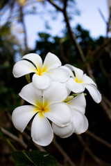 frangipani bouquet branch bush groats close-up