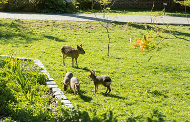 Cute wild beautiful Patagonian family of mara with babies, rodent in Argentina, eating grass outdoors in park or forest. Exotic fauna,animal life.