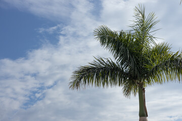 palm tree against a blue cloudy sky on a sunny day. High quality photo