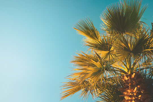 Palm tree with lush leaves on blue sky background in bright sun light. Tropical vacation and relax concept photo with copy space for text