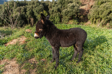 View of a donkey calf standing outdoors in nature.
