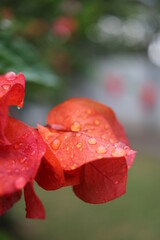 orange bougainvillea with raindrops
orange flower with green leaves
raindrops on petals