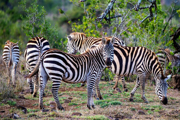 Fototapeta na wymiar Africa's version of the Horse the Common Zebra 