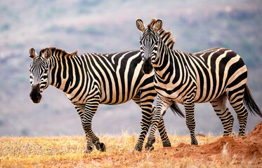 Fototapeta na wymiar Africa's version of the Horse the Common Zebra 