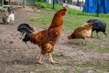 rooster and hens
