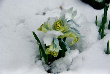 Flowering Dwarf Iris plant in flowerbed with a lot of snow in early spring.
