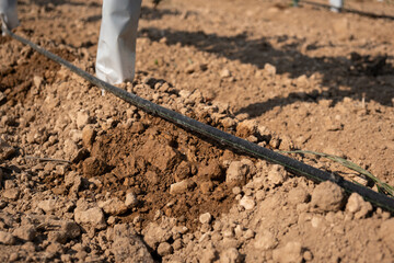 Drip irrigation close-up on a field with young grapes.