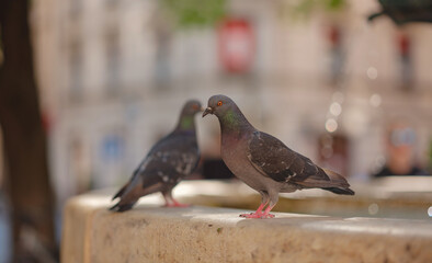 pigeons at the drinking fountain, Munich, Germany. Grimm Brothers Monument with fountain