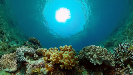 Tropical fishes and coral reef at diving. Beautiful underwater world with corals and fish. Philippines.