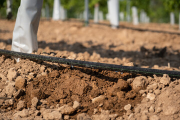 Drip irrigation close-up on a field with young grapes. - obrazy, fototapety, plakaty