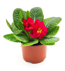 One red primrose in a pot.