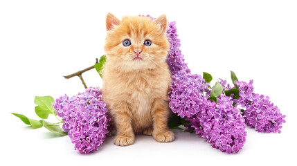 Kitten and purple lilac.