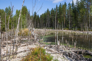 Swamp landscape, swamp vegetation, small swampy lakes in dry summer, rotten tree with roots, dried moss and grass covering the ground. Arkhangelsk Region, Russian Federation