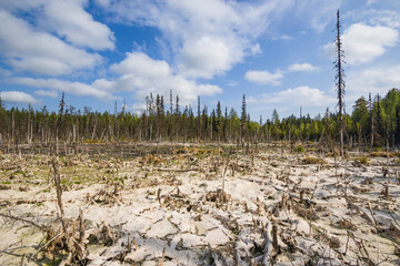 Swamp landscape, swamp vegetation, small swampy lakes in dry summer, rotten tree with roots, dried moss and grass covering the ground. Arkhangelsk Region, Russian Federation