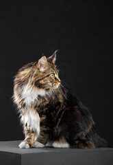 Fototapeta na wymiar Maine Coon cat on a dark background