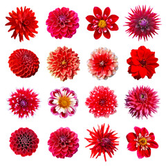 Collection dahlias rouges	