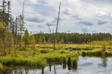 Swamp landscape, swamp vegetation, small swampy lakes in dry summer, rotten tree with roots, dried moss and grass covering the ground. Arkhangelsk Region, Russian Federation