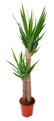 Yucca deux troncs	 en pot