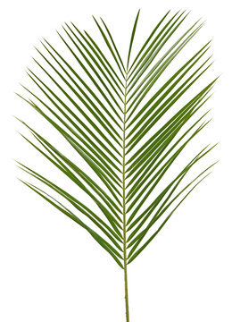Feuille de Robellini	