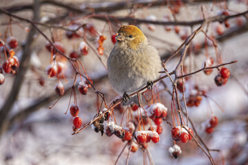 Pine Grosbeak