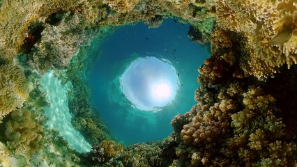 Coral Reef Fish Scene. Tropical underwater sea fish. Colourful tropical coral reef. Philippines.