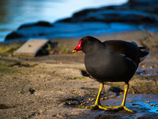 Moorhen