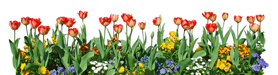 Massif de tulipes	