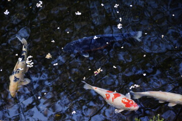 桜の花びらと鯉