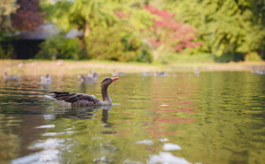 cute ducks on the pond in the Englischer Garten park, Munich, Germany. Summer travel to Europe