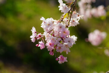 桜の花２