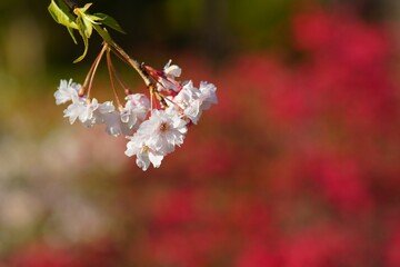桜の花１