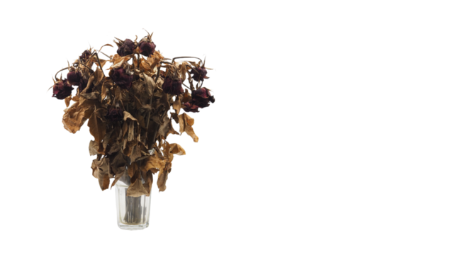 Closeup Shot at A Group of Dried Natural Roses (Selective Focus).