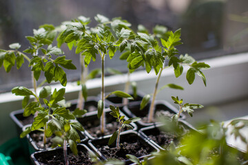 
growing tomato seedlings in a greenhouse