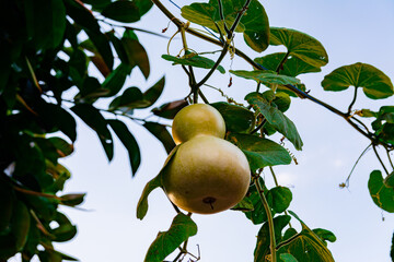 Pumpkin in the form of a pear rapening