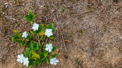 A plant with white flowers on a background of dried earth
