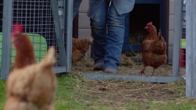 Woman tending to hens in coup medium
