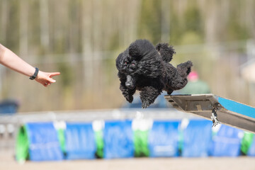 Beautiful black poodle jumps off the teeter-totter too early