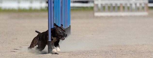 Staffordshire Bull Terrier doing slalom on a dog agility course. Sized to fit for cover image on...