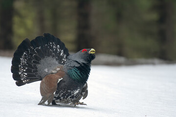 Majestic Western Capercaillie (Tetrao Urogallus) with big tail courting on a cold winter morning