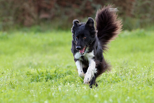 order collie dog (Canis lupus familiaris) enjoying a good time on a grass field. Cute joyful young dog.