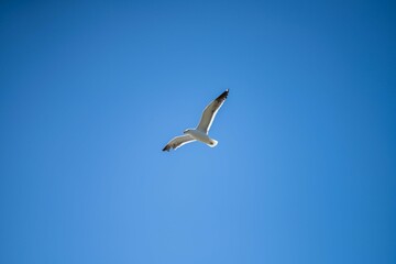 Seaweed and bull kelp growing on rocks in the ocean in australia. Waves moving seaweed over rock and flowing with the tide in Japan. Seaweed farm